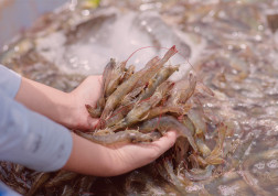 ostreiculture aquaculture