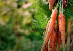 manitou head jobs agriculture market gardenning